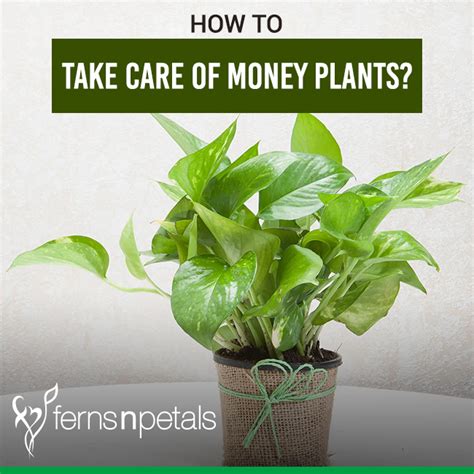 How to Care for Money Plants—Plus Martha's Tips for .